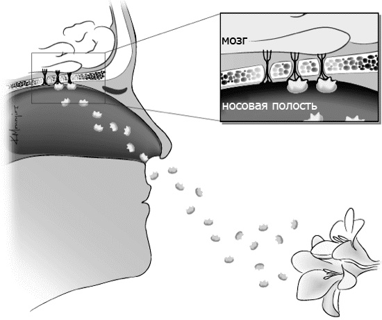 Иллюстрация к книге — Внутренняя рыба. История человеческого тела с древнейших времен до наших дней [i_034.jpg]