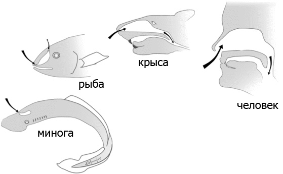Иллюстрация к книге — Внутренняя рыба. История человеческого тела с древнейших времен до наших дней [i_035.jpg]
