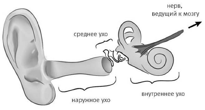 Иллюстрация к книге — Внутренняя рыба. История человеческого тела с древнейших времен до наших дней [i_037.jpg]