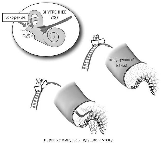 Иллюстрация к книге — Внутренняя рыба. История человеческого тела с древнейших времен до наших дней [i_040.jpg]