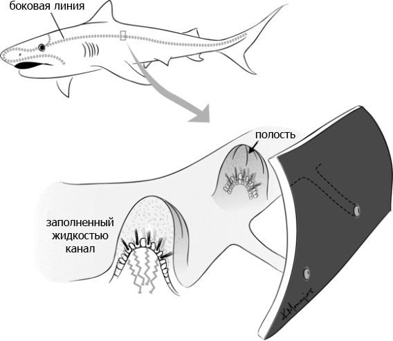 Иллюстрация к книге — Внутренняя рыба. История человеческого тела с древнейших времен до наших дней [i_041.jpg]