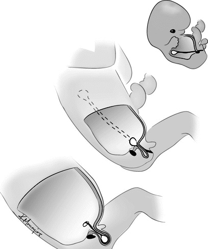 Иллюстрация к книге — Внутренняя рыба. История человеческого тела с древнейших времен до наших дней [i_045.jpg]