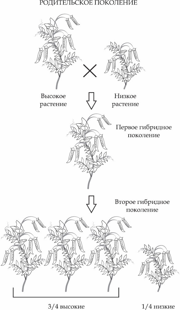 Иллюстрация к книге — Генетика за 1 час [_04.jpg]