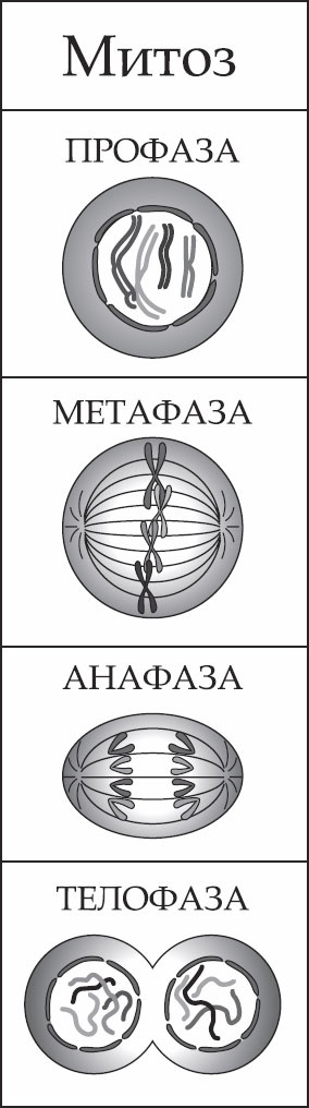 Иллюстрация к книге — Генетика за 1 час [_05.jpg]