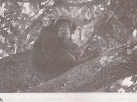 Иллюстрация к книге — Революция в зрении. Что, как и почему мы видим на самом деле [img_18.jpg]