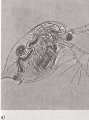 Иллюстрация к книге — Революция в зрении. Что, как и почему мы видим на самом деле [img_19.jpg]