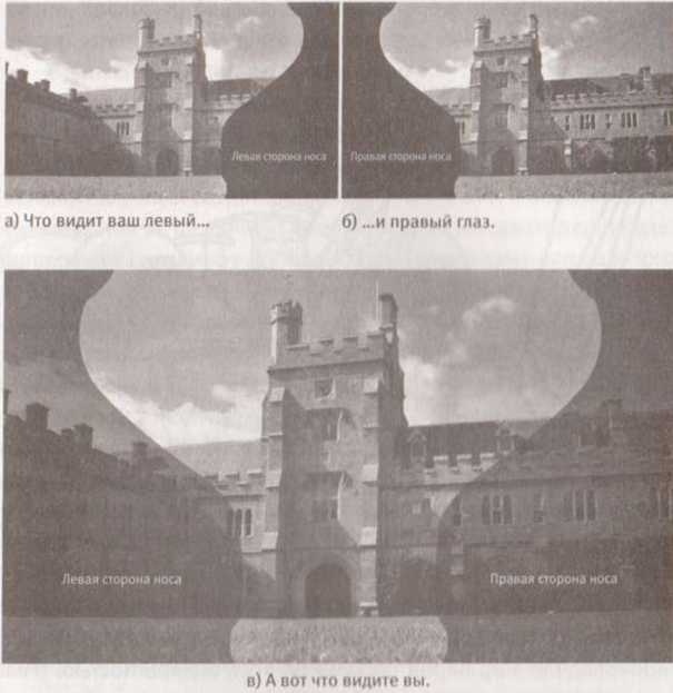 Иллюстрация к книге — Революция в зрении. Что, как и почему мы видим на самом деле [img_26.jpg]