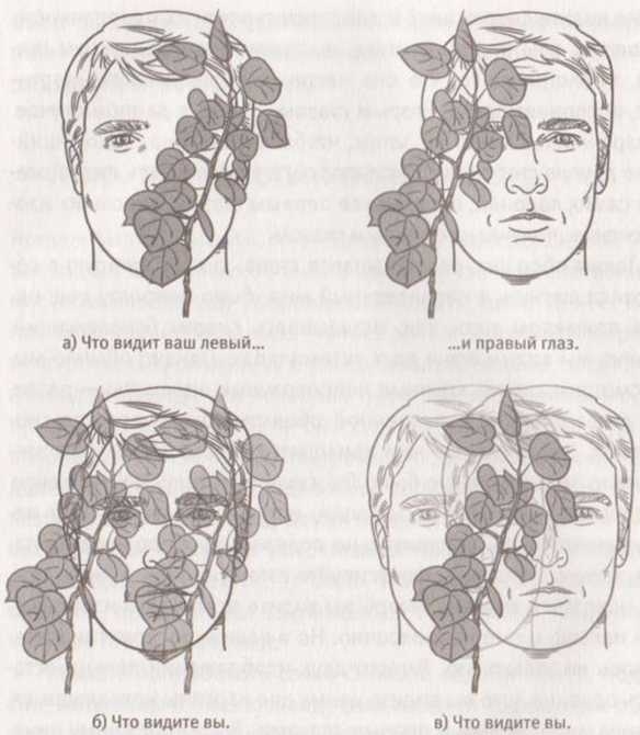 Иллюстрация к книге — Революция в зрении. Что, как и почему мы видим на самом деле [img_32.jpg]