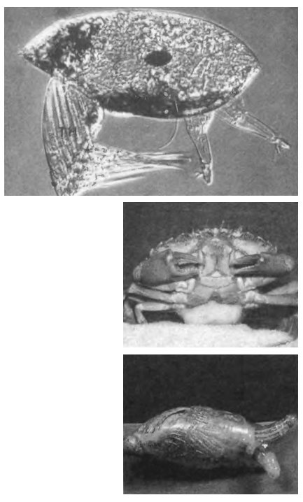 Иллюстрация к книге — Паразит - царь природы. Тайный мир самых опасных существ на Земле [img3b79.jpg]