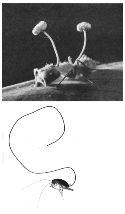 Иллюстрация к книге — Паразит - царь природы. Тайный мир самых опасных существ на Земле [img4b0b.jpg]