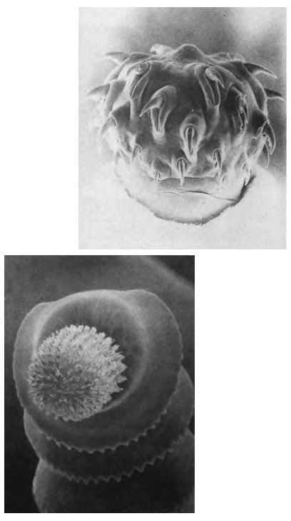 Иллюстрация к книге — Паразит - царь природы. Тайный мир самых опасных существ на Земле [img4dfb.jpg]