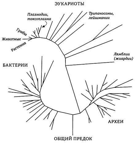 Иллюстрация к книге — Паразит - царь природы. Тайный мир самых опасных существ на Земле [img56df.jpg]