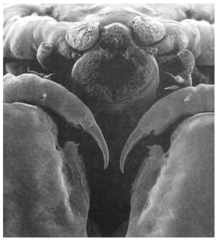 Иллюстрация к книге — Паразит - царь природы. Тайный мир самых опасных существ на Земле [img6fdd.jpg]