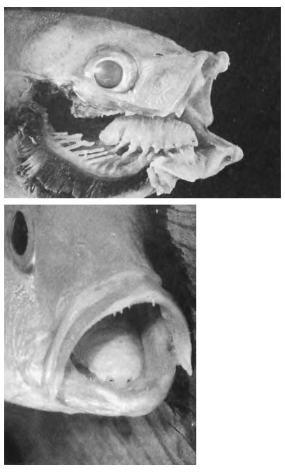 Иллюстрация к книге — Паразит - царь природы. Тайный мир самых опасных существ на Земле [img8494.jpg]