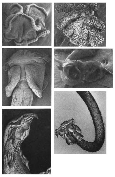 Иллюстрация к книге — Паразит - царь природы. Тайный мир самых опасных существ на Земле [img8892.jpg]