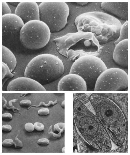 Иллюстрация к книге — Паразит - царь природы. Тайный мир самых опасных существ на Земле [imgb223.jpg]