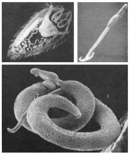 Иллюстрация к книге — Паразит - царь природы. Тайный мир самых опасных существ на Земле [imgb69b.jpg]