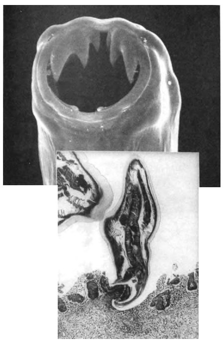 Иллюстрация к книге — Паразит - царь природы. Тайный мир самых опасных существ на Земле [imgcf5.jpg]