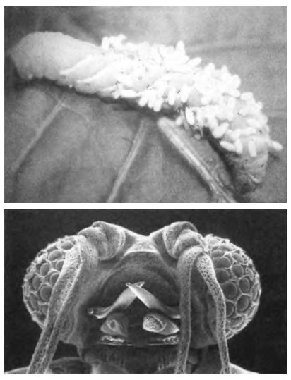 Иллюстрация к книге — Паразит - царь природы. Тайный мир самых опасных существ на Земле [imgecf6.jpg]