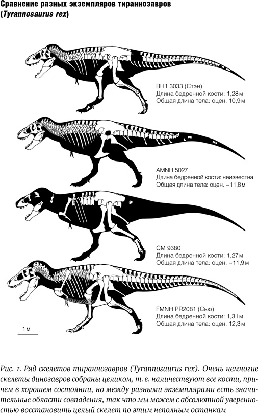 Иллюстрация к книге — Хроники тираннозавра. Биология и эволюция самого известного хищника в мире [i_002.jpg]