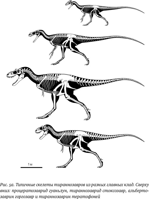Иллюстрация к книге — Хроники тираннозавра. Биология и эволюция самого известного хищника в мире [i_008.jpg]