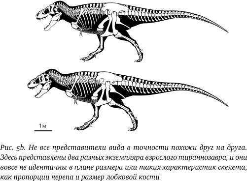 Иллюстрация к книге — Хроники тираннозавра. Биология и эволюция самого известного хищника в мире [i_011.jpg]