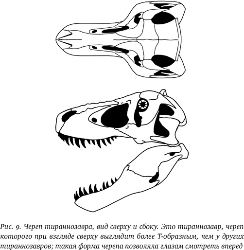 Иллюстрация к книге — Хроники тираннозавра. Биология и эволюция самого известного хищника в мире [i_018.jpg]