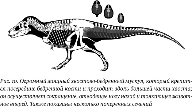 Иллюстрация к книге — Хроники тираннозавра. Биология и эволюция самого известного хищника в мире [i_019.jpg]