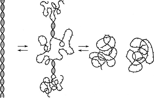 Иллюстрация к книге — Самая главная молекула. От структуры ДНК к биомедицине XXI века [_12.jpg]