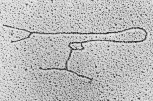 Иллюстрация к книге — Самая главная молекула. От структуры ДНК к биомедицине XXI века [_14.jpg]