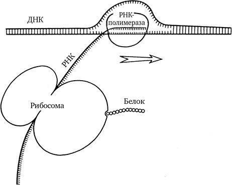 Иллюстрация к книге — Самая главная молекула. От структуры ДНК к биомедицине XXI века [_16.jpg]