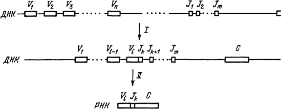 Иллюстрация к книге — Самая главная молекула. От структуры ДНК к биомедицине XXI века [_25.jpg]