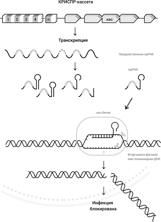 Иллюстрация к книге — Самая главная молекула. От структуры ДНК к биомедицине XXI века [_29.jpg]