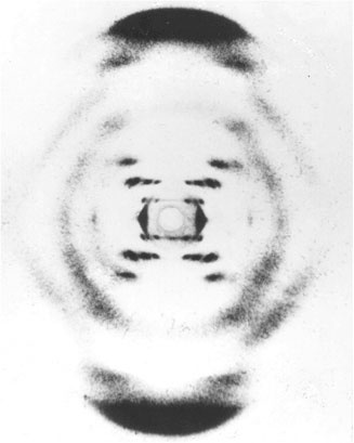 Иллюстрация к книге — Самая главная молекула. От структуры ДНК к биомедицине XXI века [_3.jpg]