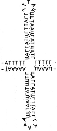 Иллюстрация к книге — Самая главная молекула. От структуры ДНК к биомедицине XXI века [_37.jpg]