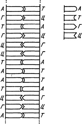 Иллюстрация к книге — Самая главная молекула. От структуры ДНК к биомедицине XXI века [_4.jpg]