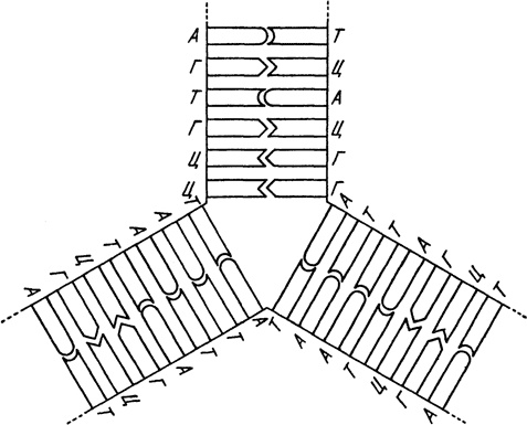Иллюстрация к книге — Самая главная молекула. От структуры ДНК к биомедицине XXI века [_5.jpg]
