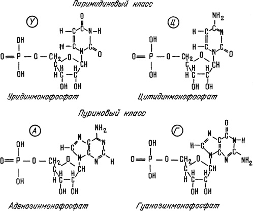 Иллюстрация к книге — Самая главная молекула. От структуры ДНК к биомедицине XXI века [_6.jpg]