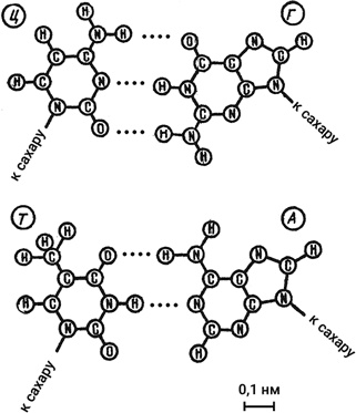 Иллюстрация к книге — Самая главная молекула. От структуры ДНК к биомедицине XXI века [_63.jpg]