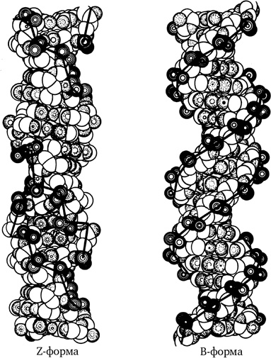 Иллюстрация к книге — Самая главная молекула. От структуры ДНК к биомедицине XXI века [_68.jpg]