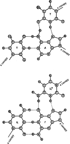 Иллюстрация к книге — Самая главная молекула. От структуры ДНК к биомедицине XXI века [_72.jpg]