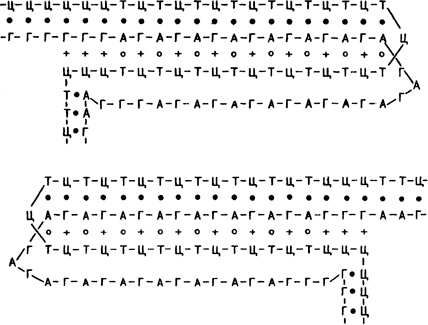 Иллюстрация к книге — Самая главная молекула. От структуры ДНК к биомедицине XXI века [_73.jpg]