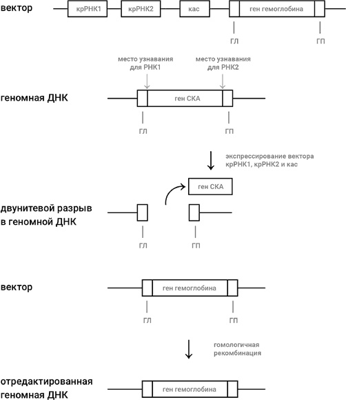 Иллюстрация к книге — Самая главная молекула. От структуры ДНК к биомедицине XXI века [_78.jpg]