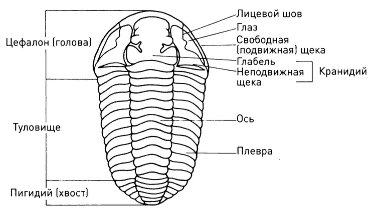 Иллюстрация к книге — Трилобиты. Свидетели эволюции [i_006.jpg]