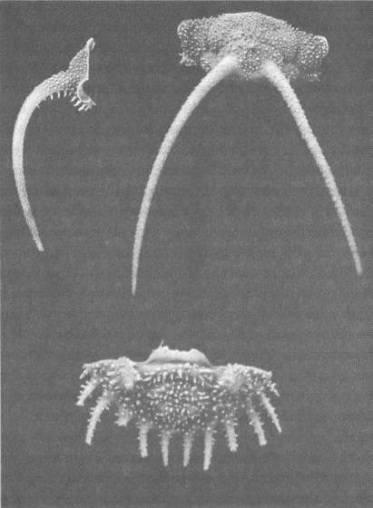 Иллюстрация к книге — Трилобиты. Свидетели эволюции [i_007.jpg]