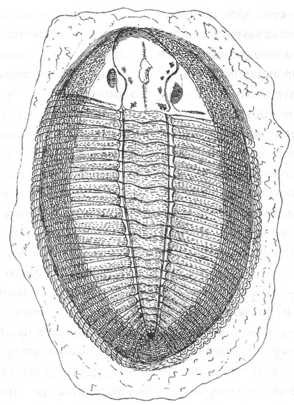 Иллюстрация к книге — Трилобиты. Свидетели эволюции [i_008.jpg]
