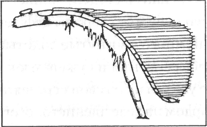 Иллюстрация к книге — Трилобиты. Свидетели эволюции [i_013.jpg]