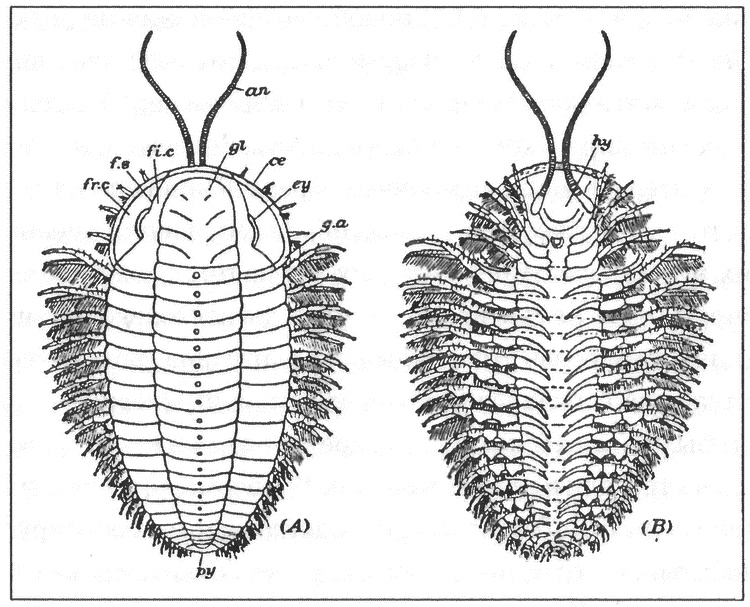 Иллюстрация к книге — Трилобиты. Свидетели эволюции [i_014.jpg]