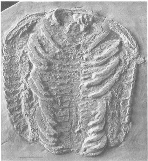 Иллюстрация к книге — Трилобиты. Свидетели эволюции [i_016.jpg]