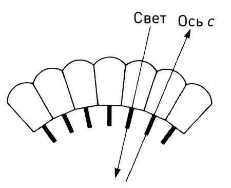 Иллюстрация к книге — Трилобиты. Свидетели эволюции [i_018.jpg]